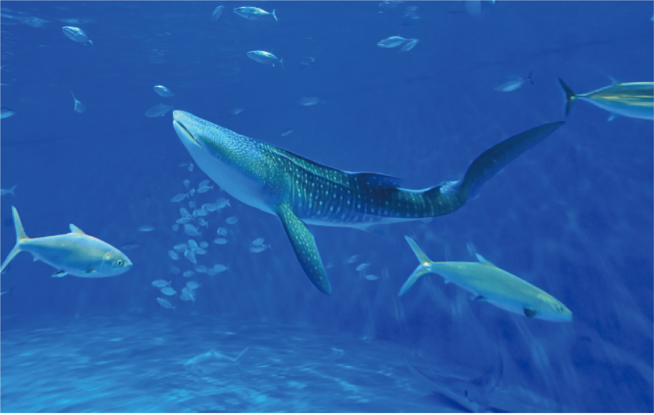 いおワールドかごしま水族館